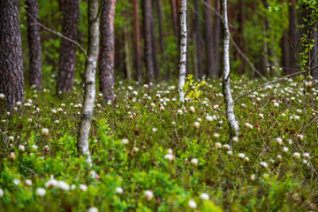 Obraz na płótnie Canvas white spring flowers on natural green meadow background