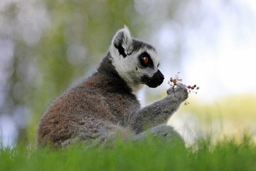 lemur