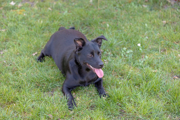 A little black dog outdoors in green grass. The dog is a mixed of a Labrador retriever.