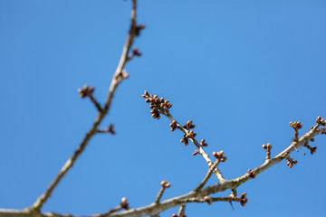 Close-up of a blossoming branch and buds of a cherry tree on a blue sky background