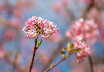 Image of a honeybee flying to the rose blossom of a winter snowball during spring on a sunny day with blur in the background