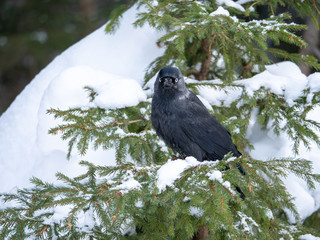 Western jackdaw (Coloeus monedula) on the snowy tree. Eurasian jackdaw in snowy forest. Western jackdaw in winter forest.