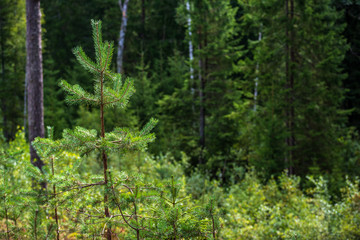 Obraz premium wet spruce tree close up shoot macro