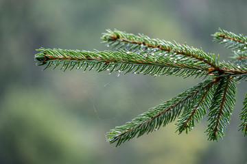 wet spruce tree close up shoot macro