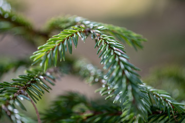 wet spruce tree close up shoot macro