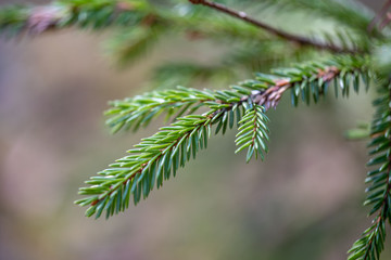wet spruce tree close up shoot macro
