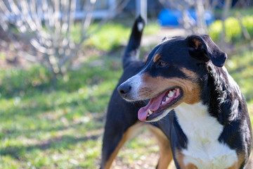 Appenzeller Sennenhund. The dog is standing in the park on the Spring. Portrait of a Appenzeller Mountain Dog.