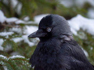 Western jackdaw (Coloeus monedula) on the snowy tree. Eurasian jackdaw in snowy forest. Western jackdaw in winter forest.