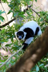 Fototapeta premium lemur