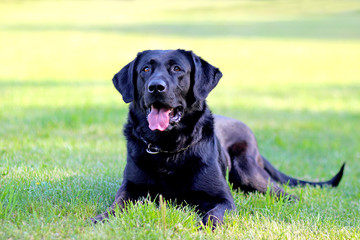Black Labrador Retriever lying on the ground in a park in green grass. Background is green. It's a close up view.