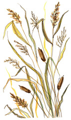 illustration of sketching with pencils grass Typha on wight background    © Dina Guiter