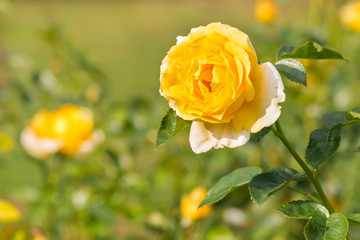 closeup of yellow rose in bloom with blurred background