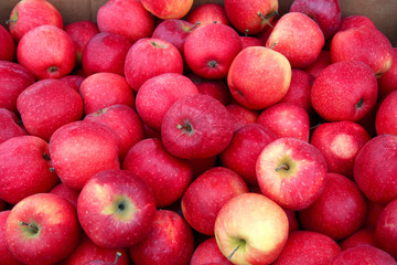 many perfect red apples for food textures
