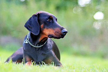 Portrait of Doberman lying in green grass in park. Background is green. It's a close up view.