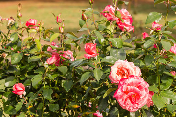 bed of pink garden roses in bloom with blurred background