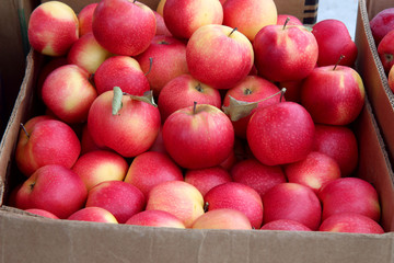 red apples harvest in boxes