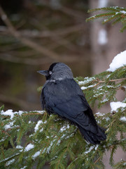 Western jackdaw (Coloeus monedula) on the snowy tree. Eurasian jackdaw in snowy forest. Western jackdaw in winter forest.