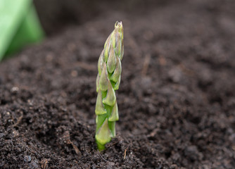 New harvest of green asparagus vegetable in spring season, green asparagus growing up from the ground on farm