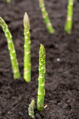 New harvest of green asparagus vegetable in spring season, green asparagus growing up from the ground on farm