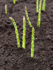 New harvest of green asparagus vegetable in spring season, green asparagus growing up from the ground on farm