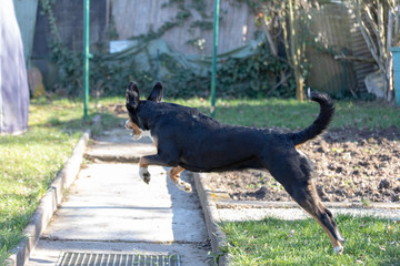 Playful Bearded Appenzeller Mountaindog running on green grass