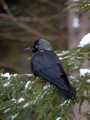 Western jackdaw (Coloeus monedula) on the snowy tree. Eurasian jackdaw in snowy forest. Western jackdaw in winter forest.