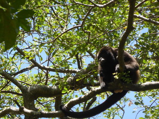 singe hurleur, Costa rica
