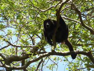 Singe hurleur, Nicaragua