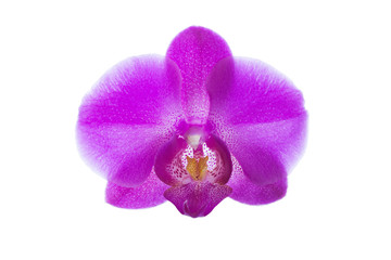 Naklejka na ściany i meble Pink orchid flower isolated with clipping patch on white background