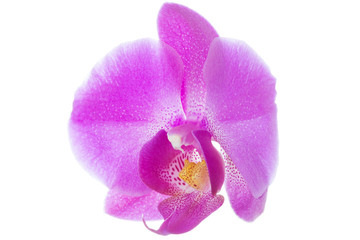 Pink orchid flower isolated with clipping patch on white background