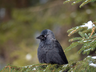 Western jackdaw (Coloeus monedula) on the snowy tree. Eurasian jackdaw in snowy forest. Western jackdaw in winter forest.