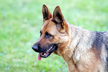 Dog portrait in grass. The breed is german shepherd.