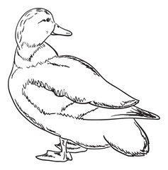 Contour of duck