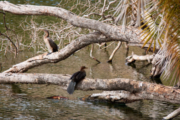 View of two cormorants sitting on a branch on the river. Africa