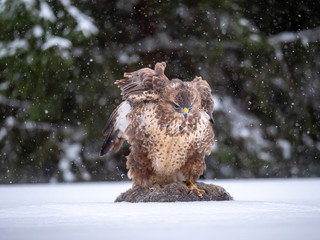 Common buzzard (Buteo buteo) with a killed rabbit on the snow. Bird of prey on snow. Common buzzard on snow.