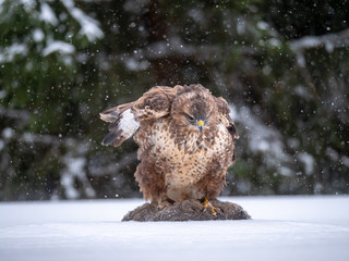 Common buzzard (Buteo buteo) with a killed rabbit on the snow. Bird of prey on snow. Common buzzard on snow.