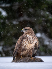 Common buzzard (Buteo buteo) with a killed rabbit on the snow. Bird of prey on snow. Common buzzard on snow.