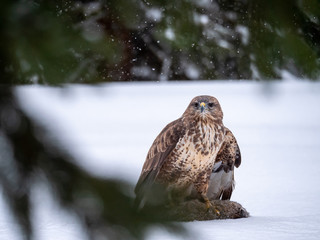 Common buzzard (Buteo buteo) with a killed rabbit on the snow. Bird of prey on snow. Common buzzard on snow.
