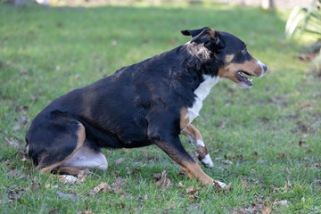 Appenzeller Sennenhund. The dog sit in the grass. Portrait of a Appenzeller Mountain Dog.