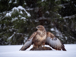 Common buzzard (Buteo buteo) with a killed rabbit on the snow. Bird of prey on snow. Common buzzard on snow.