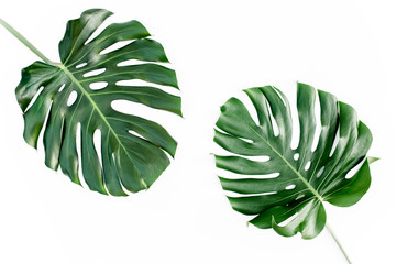 Tropische groene bladeren Monstera op witte achtergrond. Platliggend, bovenaanzicht