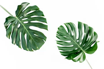 Foto op Plexiglas Monstera Tropische groene bladeren Monstera op witte achtergrond. Platliggend, bovenaanzicht