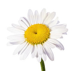 chamomile flower isolated with clipping path