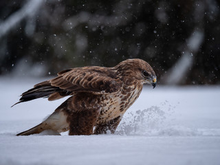 Common buzzard (Buteo buteo) with a killed rabbit on the snow. Bird of prey on snow. Common buzzard...