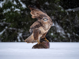 Common buzzard (Buteo buteo) with a killed rabbit on the snow. Bird of prey on snow. Common buzzard on snow.
