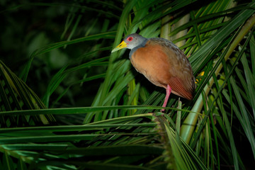 Aramides cajaneus - Grey-necked Wood-rail  bird in the family Rallidae, the rails. It lives primarily in the forests, mangroves, and swamps of Central and South America