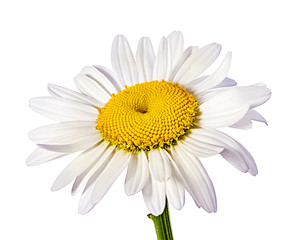 chamomile flower isolated with clipping path