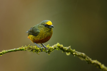 Olive-backed Euphonia - Euphonia gouldi small passerine bird in the finch family, resident breeder in the Caribbean lowlands and foothills from southern Mexico to western Panama