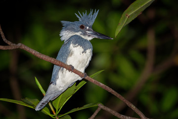 Belted Kingfisher - Megaceryle alcyon  large, conspicuous water kingfisher,  found in the northern United States and Canada, Central America, Costa Rica, Nicaragua, Panama, Belize