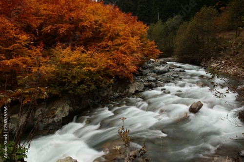 Autumn Forest Nature Vivid Morning In Colorful Forest With